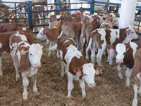Bulle, Simmental cattle — Foto 3