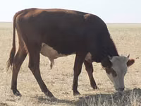 أبقار (دفعة، الجنس غير محدد), Latvian Blue cattle — الصورة 4