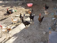 Chickens — 2-rasm