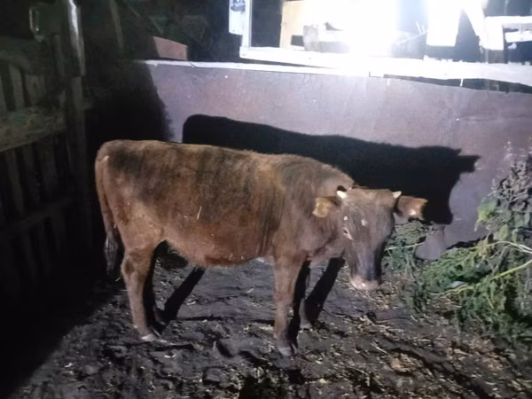 公牛, Cattle — 哈萨克斯坦