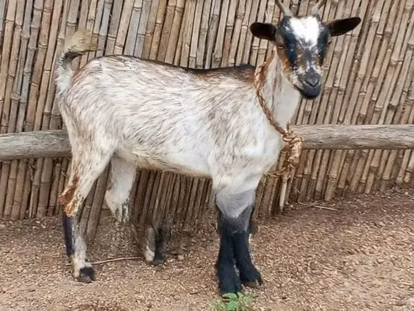 山羊（批次，未指定性别）, Goats