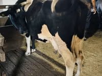गाय, Russian Black pied cattle — फ़ोटो 4