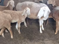 Qoʻchqor, Arashan sheep — 5-rasm