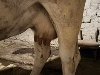 Kuh, Ukrainian Brown Dairy Cattle — Foto 5
