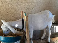 母山羊, Goats — 照片 3