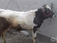 公牛, Cattle — 照片 4