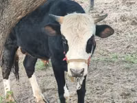 Bulle, Simmental cattle — Foto 5