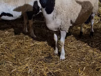 公羊, Dorper sheep — 照片 4