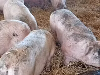 Schweine (Partie, Geschlecht nicht angegeben) — Foto 2
