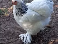 براهما — الصورة 1