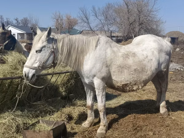घोड़ी, Kazakh horse — कज़ाखस्तान