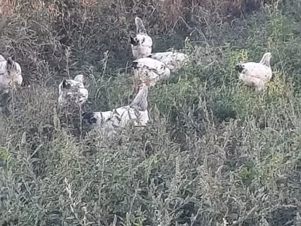 Chickens