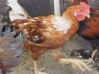 Chickens — الصورة 4