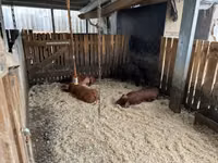 Schweine (Partie, Geschlecht nicht angegeben) — Foto 1