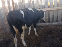 Bull, Russian Black pied cattle — photo 1
