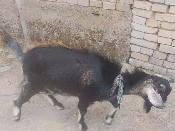 تيس, الماعز — قيرغيزستان