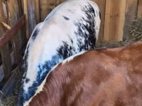 Rinder (Partie, Geschlecht nicht angegeben), Simmental cattle — Foto 8