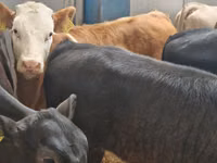 Rinder (Partie, Geschlecht nicht angegeben), Simmental cattle — Foto 5