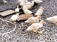 American Pekin — Foto 4