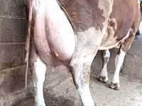 Cow, Cattle — photo 1