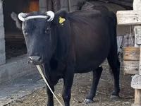 بقرة, Latvian Blue cattle — الصورة 3