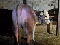 Bulle, Simmental cattle — Foto 2