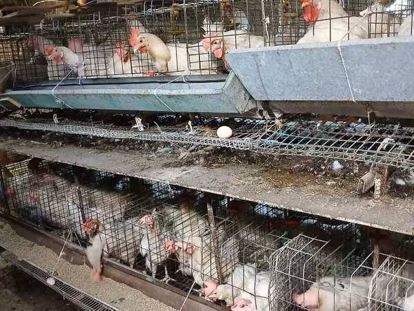 Chickens — Usbekistan