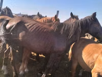 Stute, Kazakh horse — Foto 3