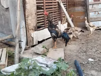Chickens — Foto 1