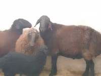 Widder, Hissar sheep — Foto 2