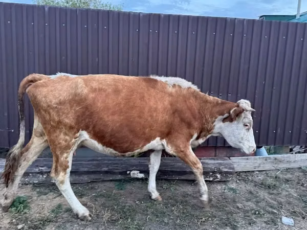 गाय, Simmental cattle — कज़ाखस्तान