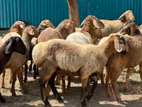 Carnero, Arashan sheep — foto 7