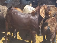 تيس, Beetal goats — الصورة 1