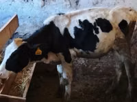 Toro, Raza Holstein — foto 4