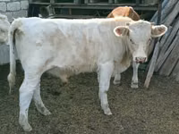 Bulle, Simmental cattle — Foto 4
