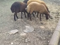 Ovejas (lote, sexo no especificado), Karabakh sheep — foto 2