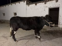 गाय, Latvian Blue cattle — फ़ोटो 3