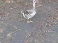 Geese — Foto 3