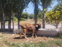 母牛, Cattle — 照片 1