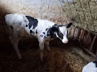 Bull, Russian Black pied cattle — photo 1