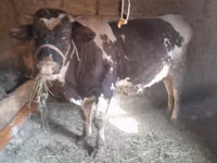 Бұқа, Russian Black pied cattle — 1-сурет