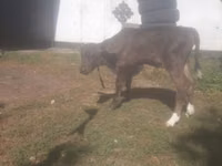 गाय, गोलस्टीन नस्ल — फ़ोटो 1