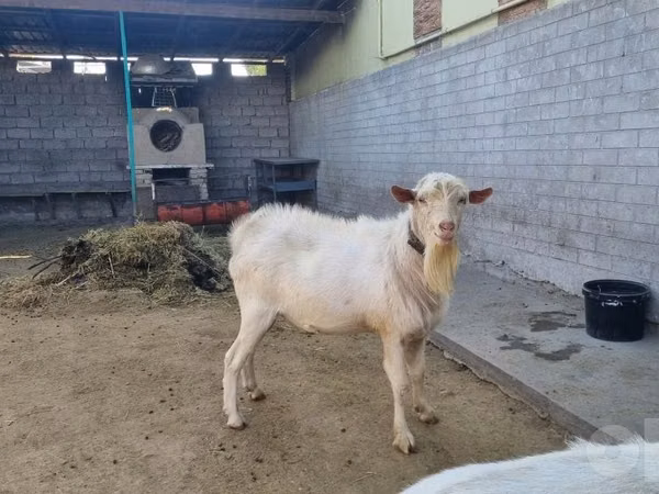 Cabro, Saanen goat — Uzbekistán