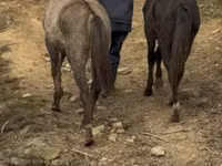 حصان, Black Sea breed — الصورة 7