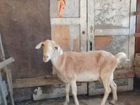Ziege, Saanen goat — Foto 6