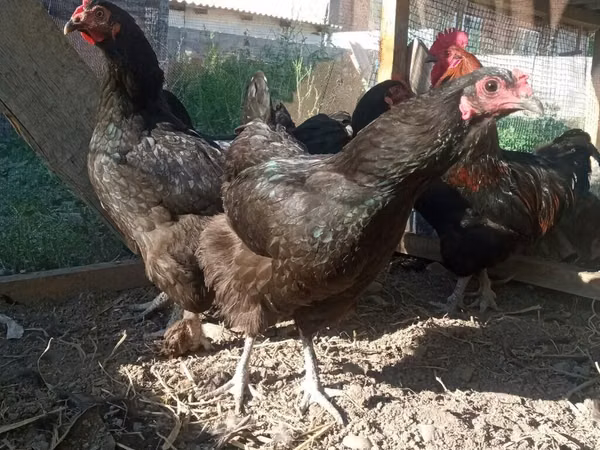 Chickens