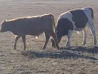 Vaca, Aberdeen-Angus — foto 2