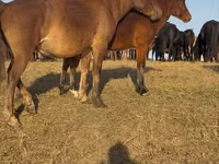 Hengst, Mugalzhar horse — Foto 8