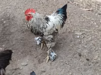 Chickens — Foto 1