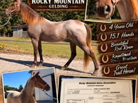 Caballo, Rocky Mountain Horse — foto 1